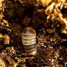 8 Ct Cubaris  White Shark  Dwarf Isopods - Rare Isopods - See Description