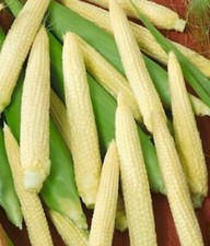 Japanese Hulless Corn Seed 10 SEEDS  NON-GMO  BUY 4 ITEMS FREE SHIPPING