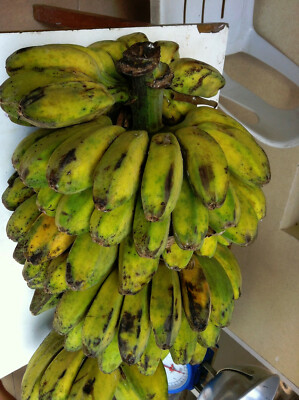 6 Shade Quick  Plantation Plantain Banana Fruit Tree like Saba get 20 ft tall