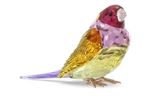 Swarovski Idyllia SCS Gouldian Finch 2024 Large MIB #5689265