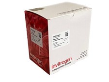 (500) THERMO INVITROGEN RNase-Free 2mL PP Microcentrifuge Tubes Snap Cap AM12425