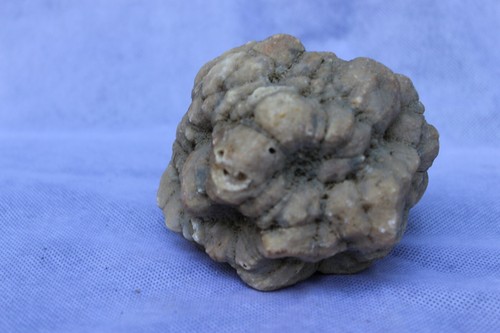 Uncommon 1lb 7oz Crinoid Fossil Geode/ Metaphysical Crystal for Well Being - Picture 4 of 8