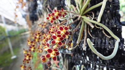 Chiloschista lunifera miniature fragrant orchid plant species BLOOM +  CERTIFICAT | eBay