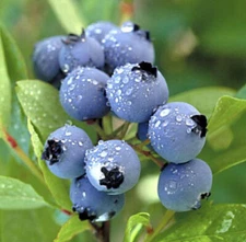 1 DUKE Northern Highbush Blueberry - Healthy Live Plant - Pruned for Planting