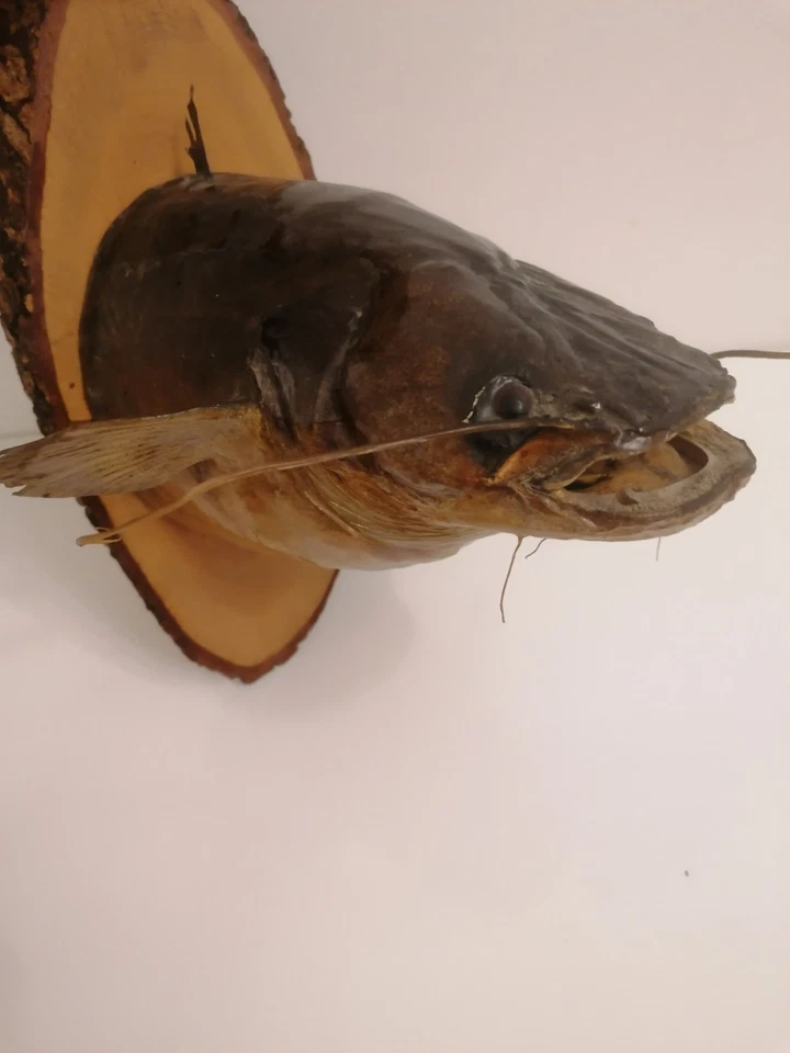 Fisch offene Kiemen Trophäenschild