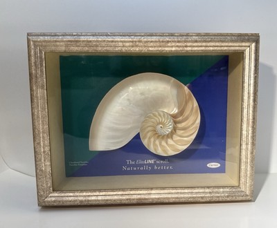 VTG Nautilus Pompillious CenterCut Half Chambered 6.5  Nutcal Deco Framed Advert