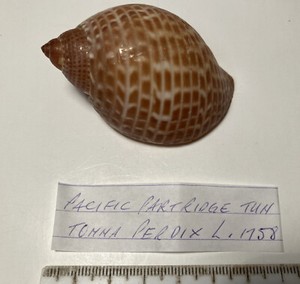 Tomma Perdix. Pacific Partridge Tun. Excellent Shape