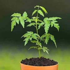 Azadirachta Indian Neem Tree Seeds   Organic Garden Pack Of 300 Seeds