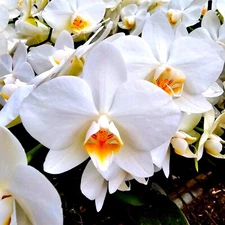 Phalaenopsis Sogo Watch Mini White (Double Spike)