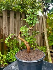 CHINESE ELM  Pre-Bonsai /Bonsai  S Tree  Cold