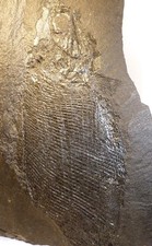 Fossile, prähistorische Fisch - PALAEONISCUS FREISLEBENI im Kupferschiefer, PL