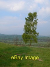 Photo 6x4 Silver Birch Cynwyd A lone silver birch on a plateau above Cynw c2007
