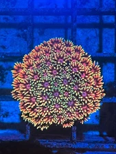 CE- WYSIWYG Laffy Taffy Rainbow Goni Frag - Live Coral Frag LPS SPS #RZD5