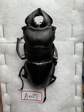 Insects, Lucanidae: Odontolabis leuthneri 59mm A1 Borneo wild