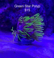 Green Star Polyps GSP Live Soft Coral Frag
