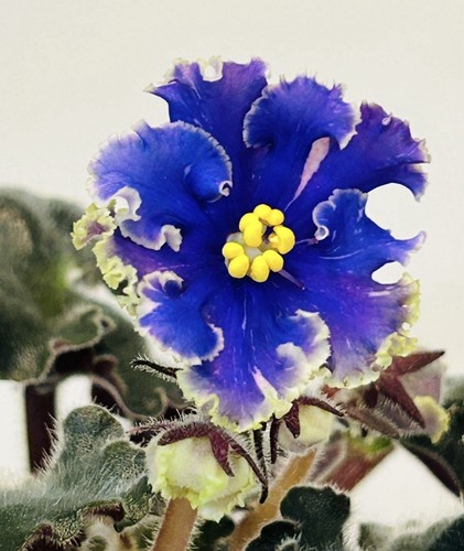 African Violet plant. GR 12/3 .Large blooming plant, Very rare! NEW Intro! - Picture 2 of 3