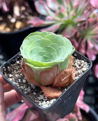 1AM SUCCULENTS Rare Succulents - Greenovia Wine Cup (2”)
