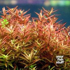 Rotala Vietnam H'ra Live Aquarium Plants  BUY ONE GET ONE 50 OFF POTTED