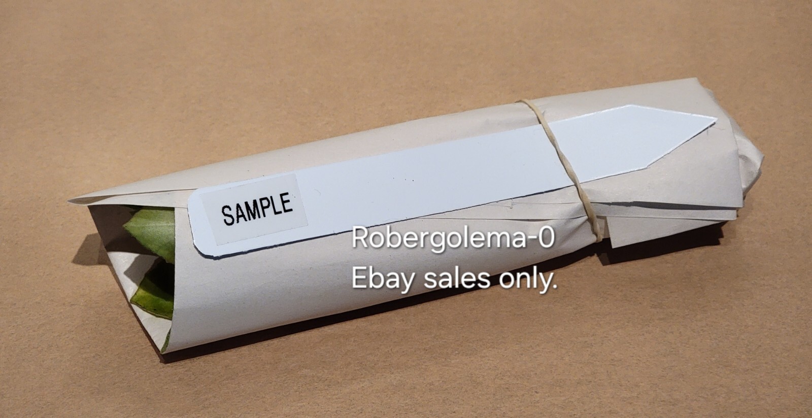 Primula auricula 'Grower's Choice' Collector's Primrose Collection - 6 Plants