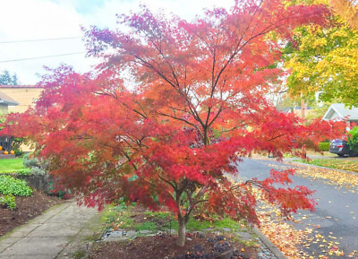 Acero Rosso Giapponese Seiryu - Pianta In Vaso ø11 Cm - Vivaio Castelletto - Foto 2