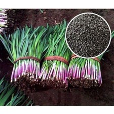 Erba cipollina aglio semi cinesi verdura verde aromatica insalata pianta giardino 400