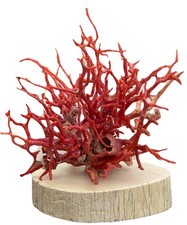 Corallo Rosso Trapani Antico Composizione Artistica su Base Pregiata