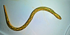 Wood Snake Articulated 19" WS 18