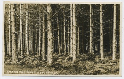 Among the Pines at New Forest echtes Foto Vintage Postkarte N15