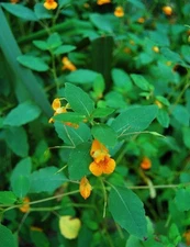 1 Quart JEWELWEED Freshly Harvested & Dried 2025 Red Ant Bites Poison Ivy Relief
