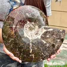 8.46LB Natural Tentacle conch fossil Reiki healing specimens of Madagascar