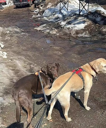 Acoplador de correa doble para perro correa tándem para dos perros sin enredos giratorio 360° doble - Imagen 2 de 8