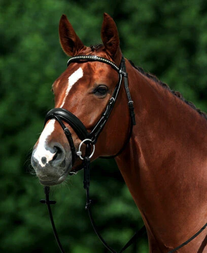 Reitsport-Trensen & Kandaren aus Lack Rundgenäht
