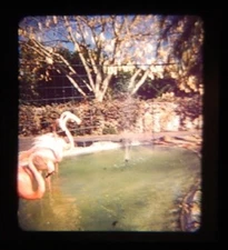 8 Vintage Stereo Viewer 3D Color Slides “Various Images of Animals”