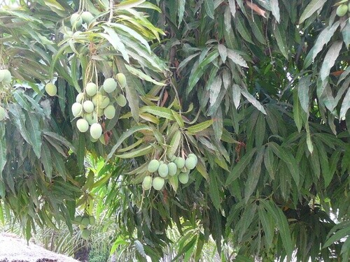 100% pure natural organic dried mango leaf  for tea buy 100pcs get free 25pcs