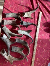 Ten WEATHERED Pronghorn Antelope Horns sheaths Wyoming Decor Art Craft Taxidermy