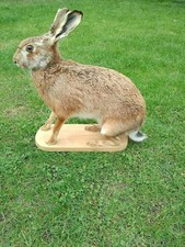 Beautiful taxidermy hare!!