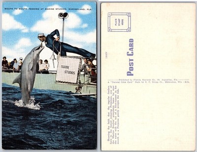 Marine Studios Marineland FL Dolphin Feeding Postcard