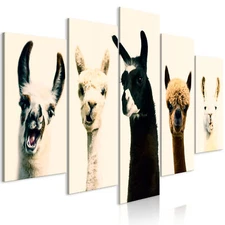 LLAMA ALPACA Canvas Print Framed Wall Art Picture Photo Image g-A-0234-b-m