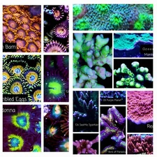 Mixed Coral Frag Pack