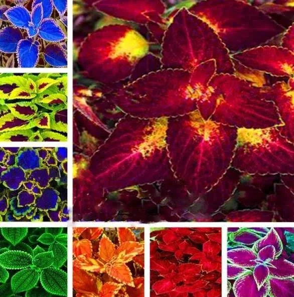 50 传家宝 Coleus 种子美丽混合彩色花卉植物。 — 第 4/4 张图片