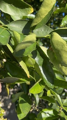 100 HOJAS DE LIMON ORGANICAS FRESCAS 100 FRESH ORGANIC LEMON LEAVES 