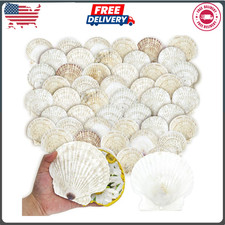 50PCS Scallop Shells for Crafts Large 4''-5'' White Beach Natural Shells Bulk...