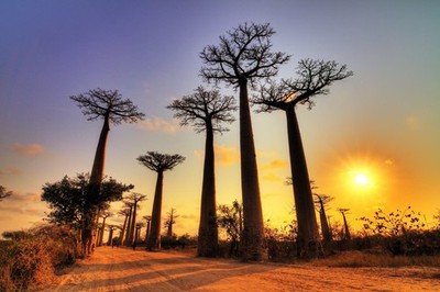 Wandbild: Beautiful Baobab trees at sunset at the avenue of the baobabs in [...]