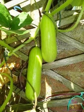25+ Delizia Cucumber Seeds for Garden Planting - USA - FREE SHIPPING!