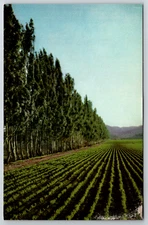 c1960s Salinas Valley King City CA Vegetable Field Postcard