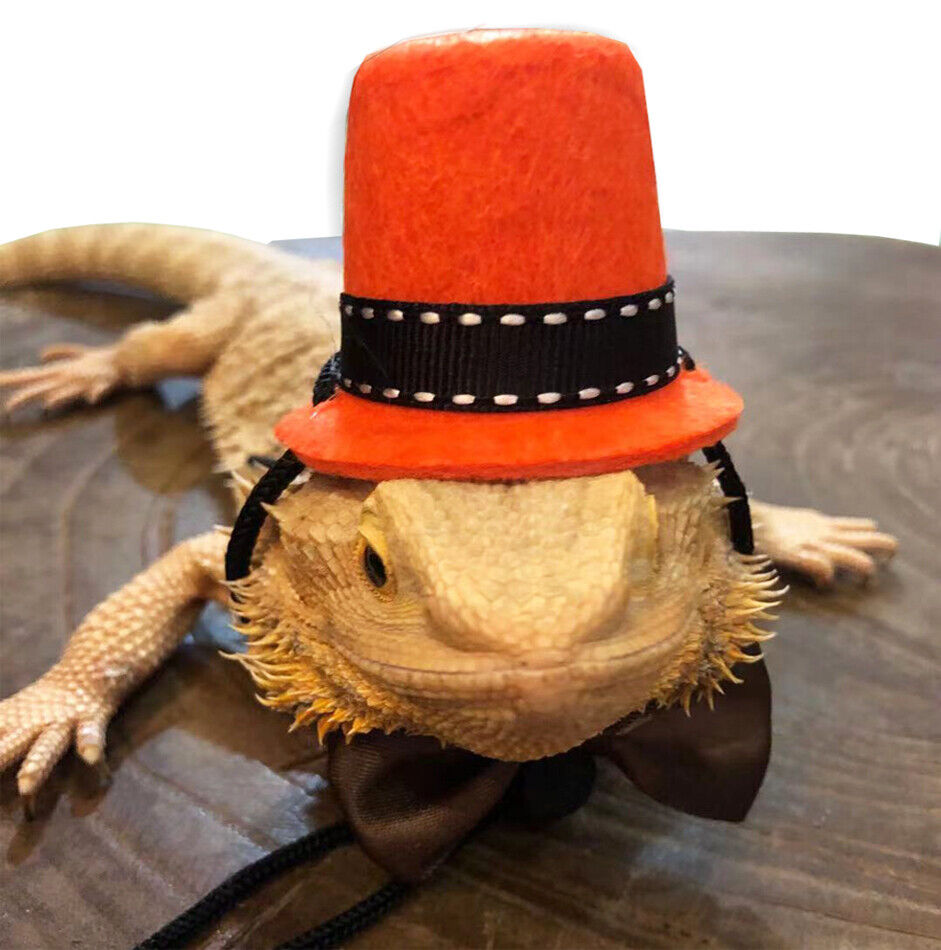 Bearded Dragon Bowtie Hat Lizard Leash with Harness Reptiles Small Pets  Animals