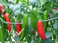 Serrano Hot Chili Pepper Seeds, NON-GMO, Salsa, Pico de Gallo, FREE SHIPPING