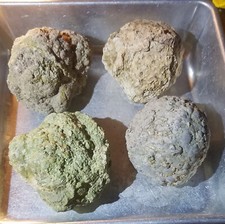 (Each 1-lb LOT) = 3 to 4 Whole Oregon Thundereggs Rough Rocks JoNGD: Lapidary