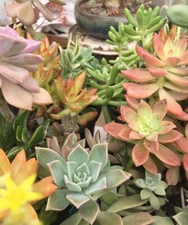 Assorted Succulent Cuttings/Clippings (50)  3"-5"Tall Variety Extras Colorful