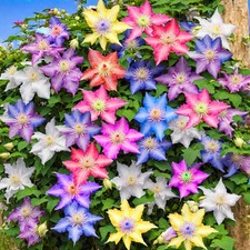 Mixed Clematis Seeds Flower Vine Flower 20 Pcs Seeds